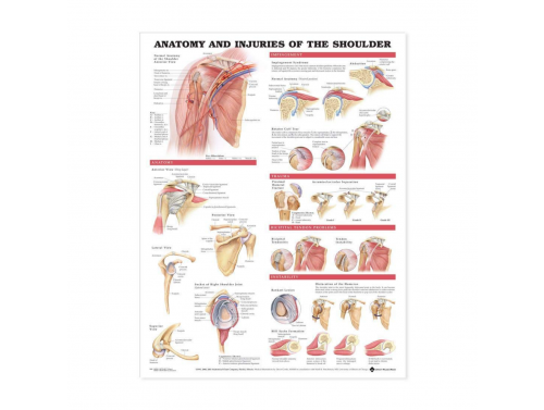 ANATOMY AND INJURIES OF THE SHOULDER ANATOMICAL CHART