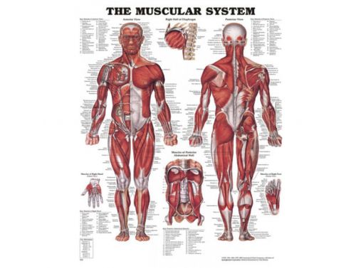 BODYLINE MUSCULAR SYSTEM CHART 