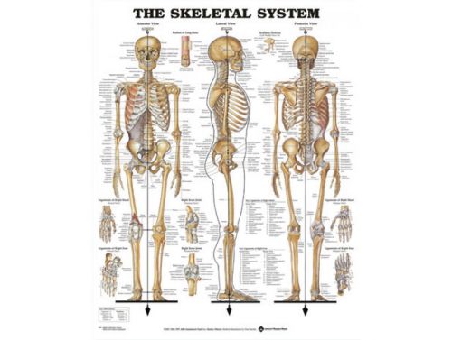 BODYLINE SKELETAL SYSTEM CHART