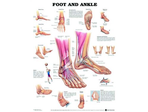 BODYLINE FOOT & ANKLE CHART - LAMINATED