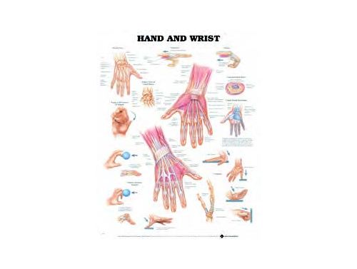 BODYLINE HAND & WRIST CHARTS - LAMINATED