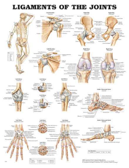 BODYLINE LIGAMENTS OF THE JOINTS CHART - LAMINATED photo