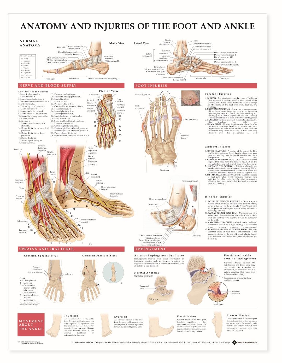 BODYLINE ANATOMY INJURIES OF THE FOOT AND ANKLE CHART photo
