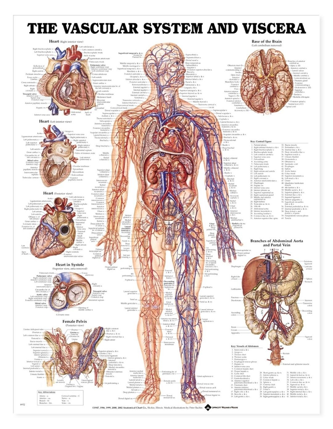 BODYLINE HUMAN VASCULAR SYSTEM CHART - LAMINATED photo