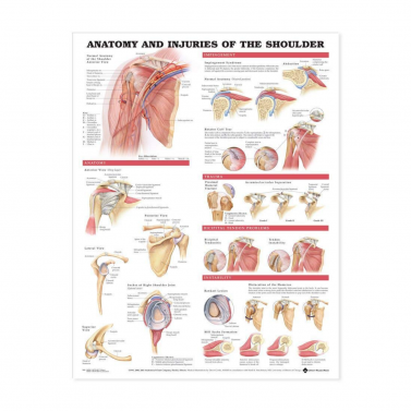 ANATOMY AND INJURIES OF THE SHOULDER ANATOMICAL CHART