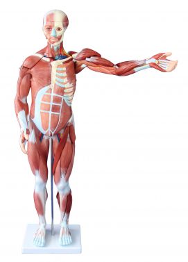 BODYLINE 80CM HUMAN MUSCLES MODEL / MALE (INCLUDES 27 PARTS)