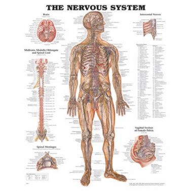 BODYLINE NERVOUS SYSTEM CHART - LAMINATED