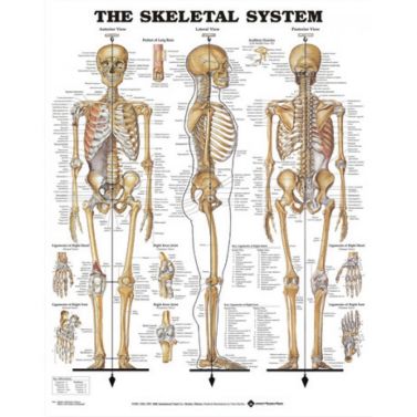 BODYLINE SKELETAL SYSTEM CHART