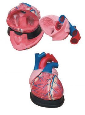 BODYLINE ORGAN MODELS - HEART