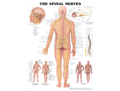 BODYLINE THE SPINAL NERVES CHART - LAMINATED