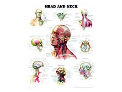 BODYLINE HEAD AND NECK CHART - LAMINATED